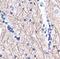 Neurofilament Light antibody, MA5-15097, Invitrogen Antibodies, Immunohistochemistry paraffin image 