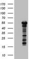 Zinc Finger Protein 500 antibody, TA803374S, Origene, Western Blot image 