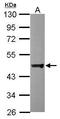 Dynactin Subunit 2 antibody, GTX115435, GeneTex, Western Blot image 