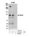 DEAD-Box Helicase 24 antibody, NB100-2225, Novus Biologicals, Western Blot image 