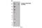 Erb-B2 Receptor Tyrosine Kinase 3 antibody, 4791L, Cell Signaling Technology, Western Blot image 