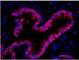 WD Repeat Domain 77 antibody, NB100-77305, Novus Biologicals, Immunofluorescence image 