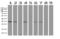 Gem Nuclear Organelle Associated Protein 8 antibody, LS-C796925, Lifespan Biosciences, Western Blot image 