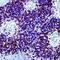 CD99 Molecule (Xg Blood Group) antibody, PA1-37370, Invitrogen Antibodies, Immunohistochemistry frozen image 
