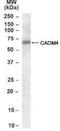 CADM4 antibody, NBP1-00164, Novus Biologicals, Western Blot image 