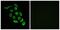 Ribosomal Protein S12 antibody, PA5-38970, Invitrogen Antibodies, Immunofluorescence image 