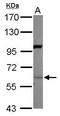 HGL antibody, GTX101116, GeneTex, Western Blot image 