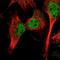 Calpain 10 antibody, NBP2-55051, Novus Biologicals, Immunofluorescence image 