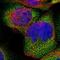 Carnitine O-Octanoyltransferase antibody, HPA019365, Atlas Antibodies, Immunofluorescence image 