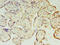PIH1 Domain Containing 1 antibody, CSB-PA889130LA01HU, Cusabio, Immunohistochemistry frozen image 