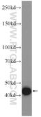 Bone Morphogenetic Protein 3 antibody, 22188-1-AP, Proteintech Group, Western Blot image 