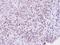 Zinc Fingers And Homeoboxes 2 antibody, LS-C186253, Lifespan Biosciences, Immunohistochemistry frozen image 