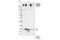 RNA Polymerase II Subunit A antibody, 4735S, Cell Signaling Technology, Western Blot image 