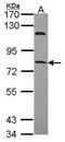 Regulatory Factor X4 antibody, PA5-28877, Invitrogen Antibodies, Western Blot image 