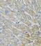MARVEL Domain Containing 2 antibody, FNab05017, FineTest, Immunohistochemistry frozen image 