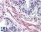 Farnesyltransferase, CAAX Box, Alpha antibody, LS-B1779, Lifespan Biosciences, Immunohistochemistry paraffin image 