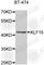 Kruppel Like Factor 15 antibody, A7194, ABclonal Technology, Western Blot image 