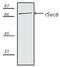 Exocyst Complex Component 3 antibody, MA1-25480, Invitrogen Antibodies, Western Blot image 