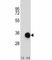 Caspase 6 antibody, F43295-0.4ML, NSJ Bioreagents, Western Blot image 