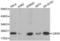 Chromobox 5 antibody, abx001019, Abbexa, Western Blot image 