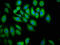 Protein Tyrosine Phosphatase Non-Receptor Type 13 antibody, LS-C671015, Lifespan Biosciences, Immunofluorescence image 