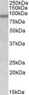 Neuronal PAS Domain Protein 4 antibody, MBS422570, MyBioSource, Western Blot image 