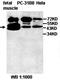 Actin Like 7B antibody, orb77713, Biorbyt, Western Blot image 