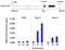 CAMP Responsive Element Binding Protein 1 antibody, NBP2-22516, Novus Biologicals, Immunoprecipitation image 