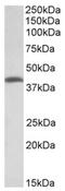 Threonine Synthase Like 2 antibody, AP32150PU-N, Origene, Western Blot image 