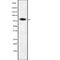 Family With Sequence Similarity 111 Member B antibody, abx215292, Abbexa, Western Blot image 