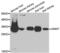Glycine N-Methyltransferase antibody, PA5-76962, Invitrogen Antibodies, Western Blot image 