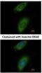 Annexin A8 antibody, NBP2-15411, Novus Biologicals, Immunofluorescence image 