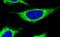 Thioredoxin Domain Containing 16 antibody, FNab09123, FineTest, Immunofluorescence image 