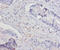 Interleukin 15 antibody, LS-C285665, Lifespan Biosciences, Immunohistochemistry paraffin image 