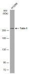 Talin 1 antibody, GTX634334, GeneTex, Western Blot image 