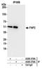 FAS-associated factor 2 antibody, A305-379A, Bethyl Labs, Immunoprecipitation image 