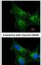 Peroxiredoxin 1 antibody, PA5-27487, Invitrogen Antibodies, Immunofluorescence image 