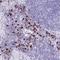 Lymphocyte Antigen 6 Family Member G5B antibody, HPA048307, Atlas Antibodies, Immunohistochemistry paraffin image 