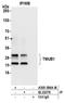 Transmembrane And Ubiquitin Like Domain Containing 1 antibody, A305-596A-M, Bethyl Labs, Immunoprecipitation image 