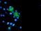 NEDD9-interacting protein with calponin homology and LIM domains antibody, NBP2-03135, Novus Biologicals, Immunocytochemistry image 