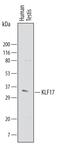 Kruppel Like Factor 17 antibody, AF6845, R&D Systems, Western Blot image 