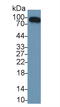 Complement Factor B antibody, LS-C293491, Lifespan Biosciences, Western Blot image 