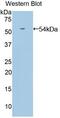 Angiopoietin Like 3 antibody, MBS2002396, MyBioSource, Western Blot image 