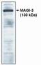 Protein Phosphatase, Mg2+/Mn2+ Dependent 1G antibody, PA1-12383, Invitrogen Antibodies, Western Blot image 