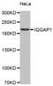 IQ Motif Containing GTPase Activating Protein 1 antibody, abx000772, Abbexa, Western Blot image 