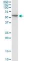 Phenylalanine--tRNA ligase alpha chain antibody, H00002193-B01P, Novus Biologicals, Western Blot image 