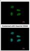 YEATS Domain Containing 4 antibody, NBP2-16609, Novus Biologicals, Immunocytochemistry image 
