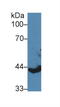 Keratin 13 antibody, MBS2027373, MyBioSource, Western Blot image 