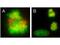 Centromere Protein E antibody, M04553, Boster Biological Technology, Immunoprecipitation image 