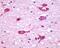 Cholinergic Receptor Muscarinic 5 antibody, NLS1334, Novus Biologicals, Immunohistochemistry paraffin image 
